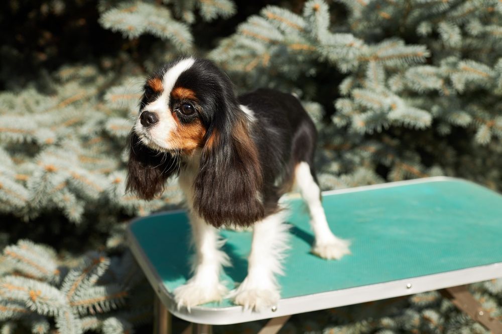 Кавалер Кинг Чарльз Спаниель