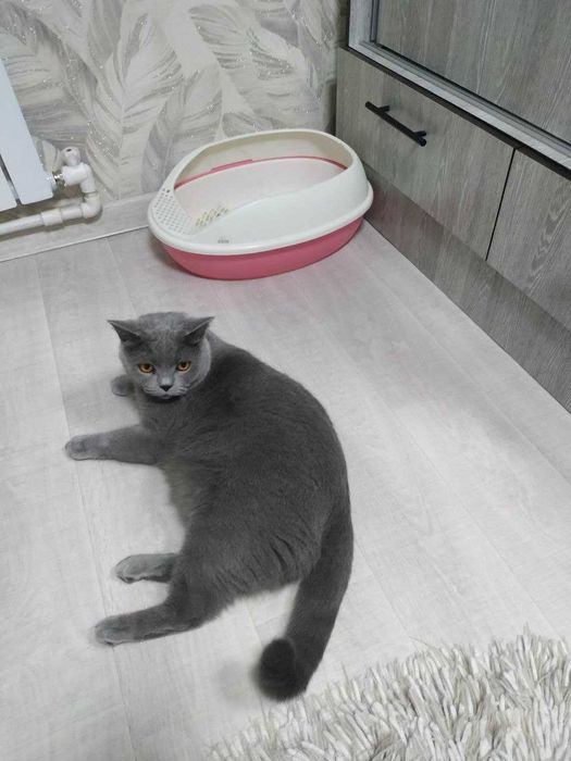 Выгул и Передержка животных