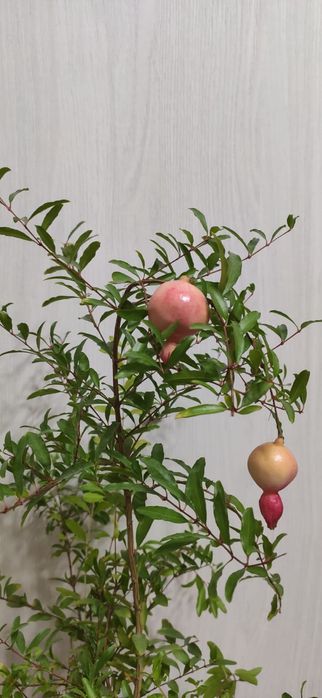 Гранат декоративный комнатный