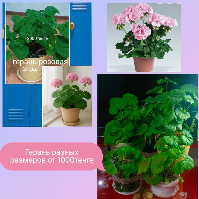 Комнатные ,красивые домашние цветы