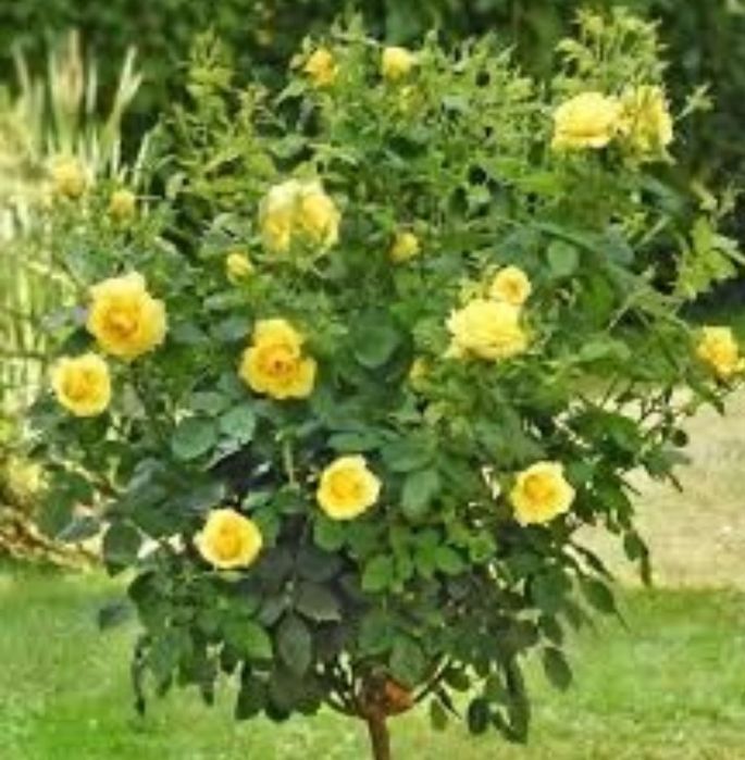 Trandafiri de tip pomișor