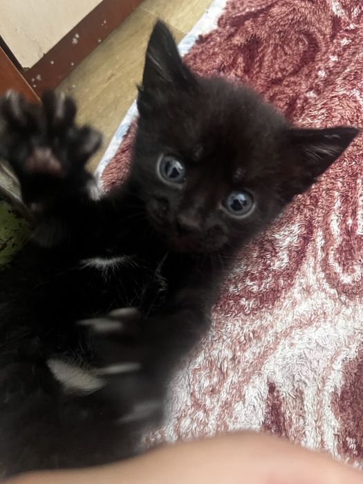 Котята в добрые руки даром