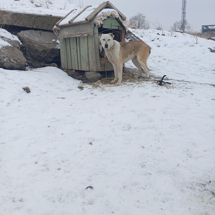 Төбет ит сатылады