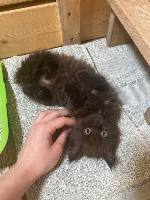 котенок в добрые руки