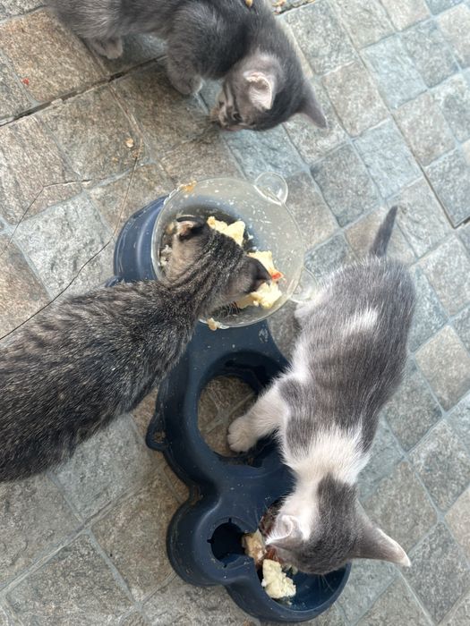 Котенок 2 мальчика. И одна девочка бесплатно отдам