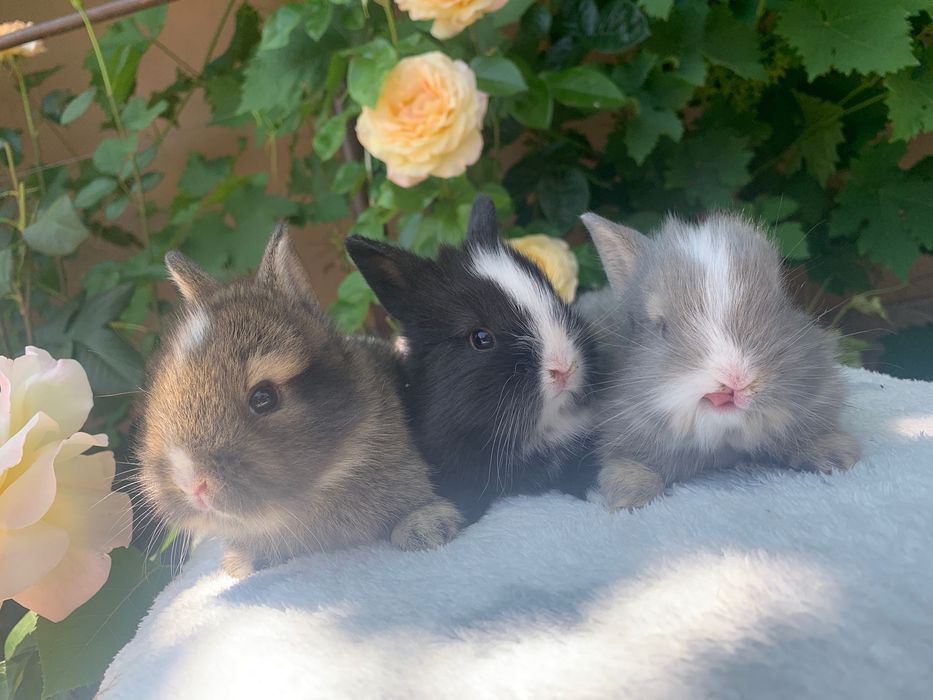 Iepuri cap de pui pui si adulti talie mica si mare