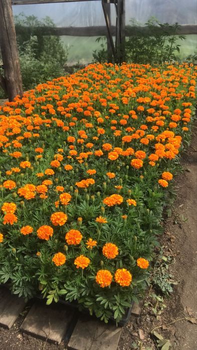 Рассада однолетних цветов.