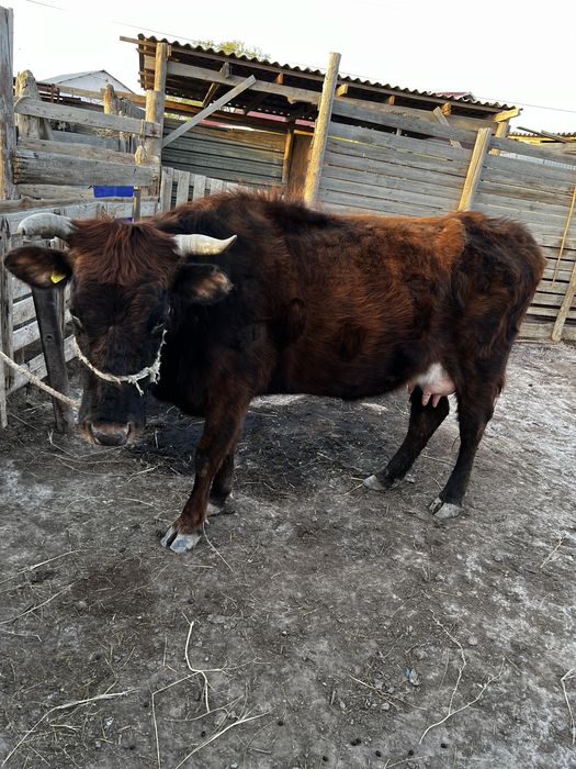 Сиыр сатылады!! Бұзауымен