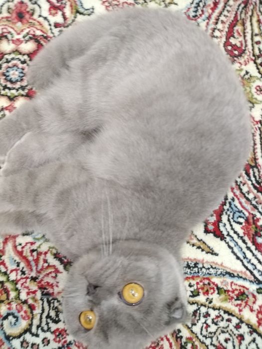 Продаётся кот шотландский вислоухий