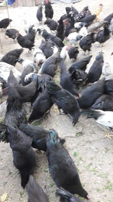 Pui si gaini Australorp