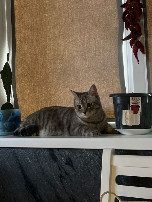 Продам породистого кота