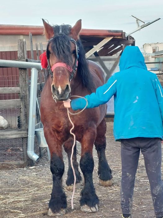 Armăsar de monta și posibilă vânzare