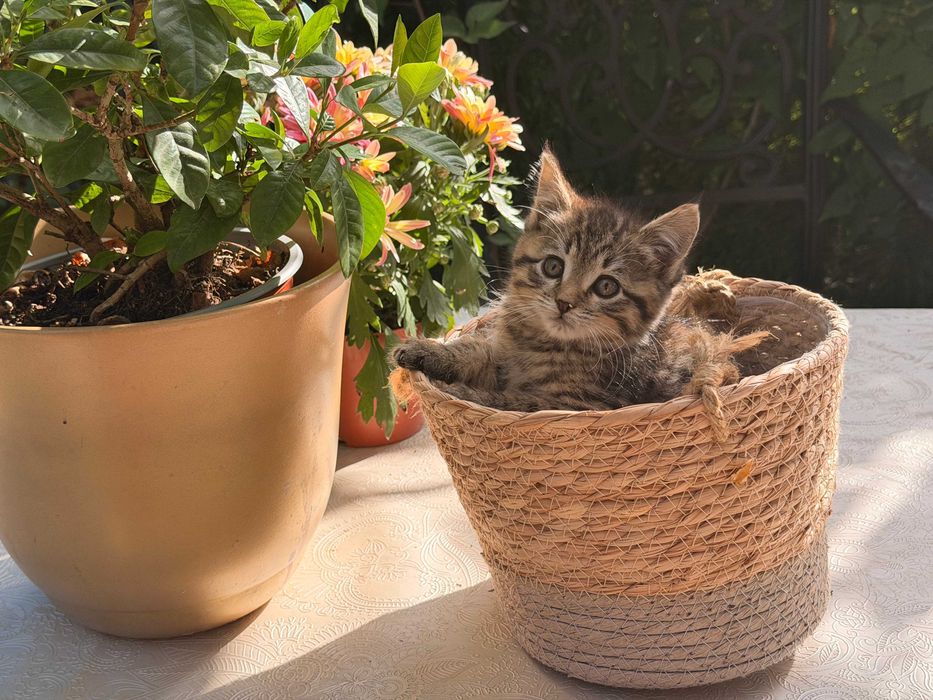 Мейн Куун котета