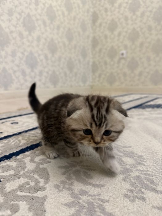 Продам шотландских котят