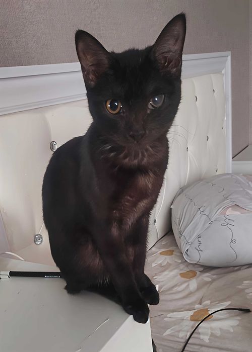 Кошечка в добрые руки