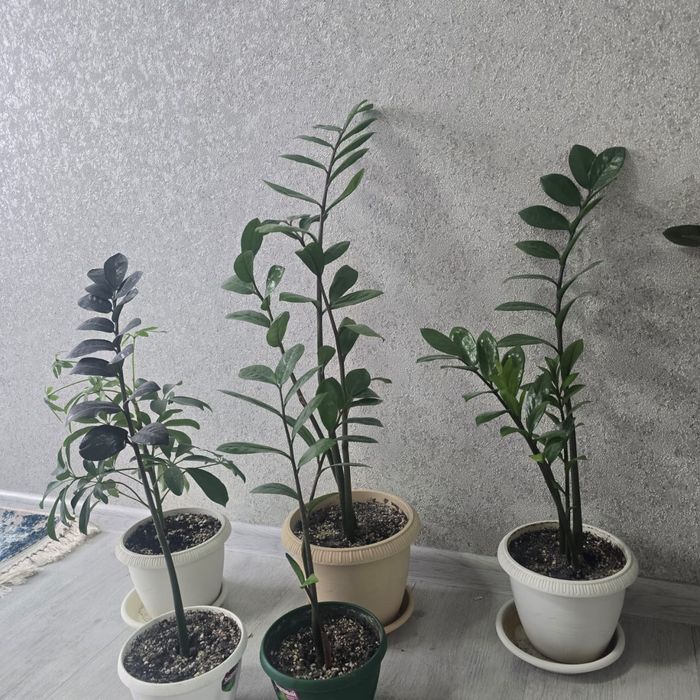 Срочно продам комнатные цветы