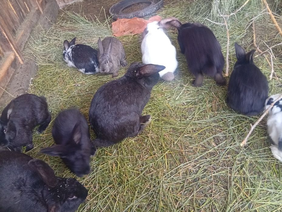 Продам крольчат разные