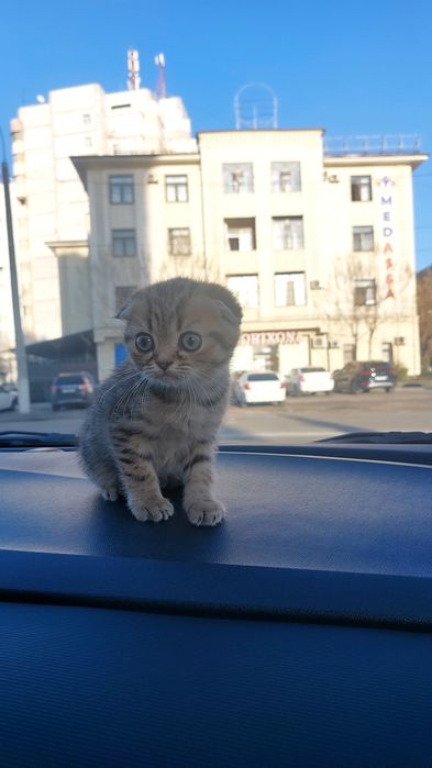 Mushuk Scottish Fold sotiladi o'g'il bola