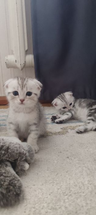 Продам котёнка скоттиш фолд