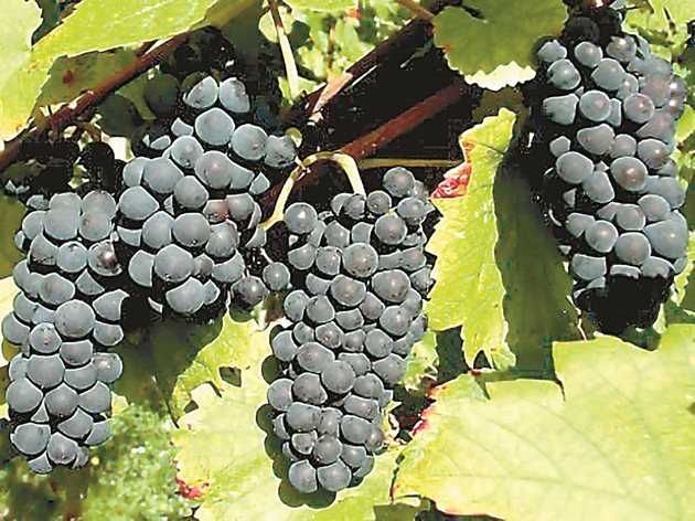 Мерло,каберне, памид. рекацители,димят,плевенски мискет