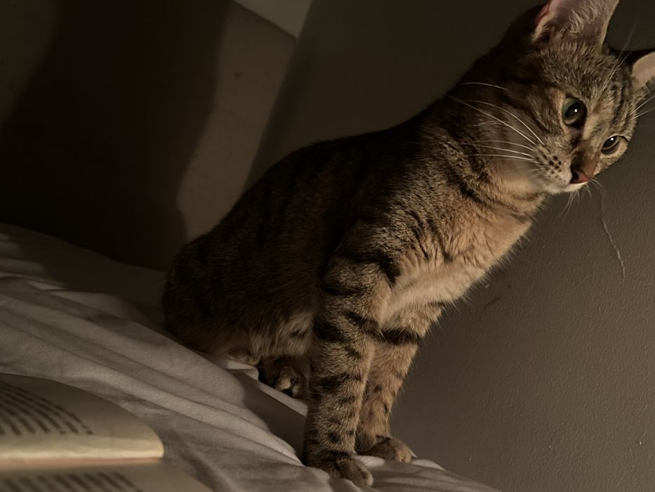 Търси се любящ дом за гальовна котка Зевс