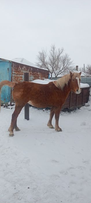 Атбасар с откорма
