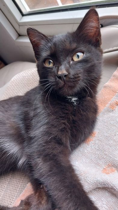 Котята.  3 месяца