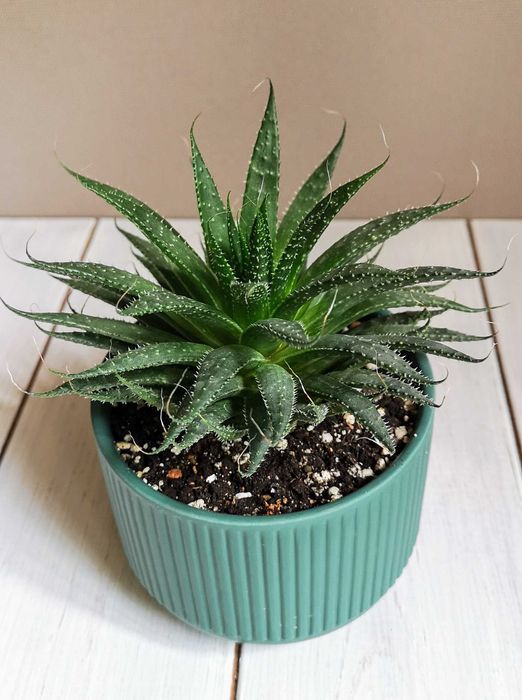 Алоэ остистое продаю