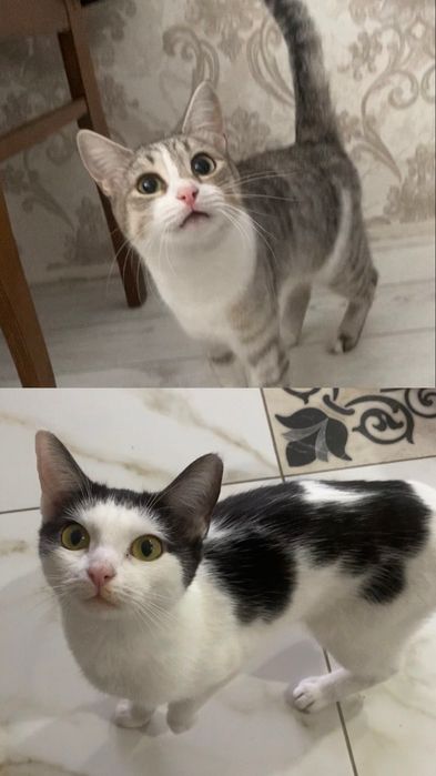 Отдадим наших кошечек