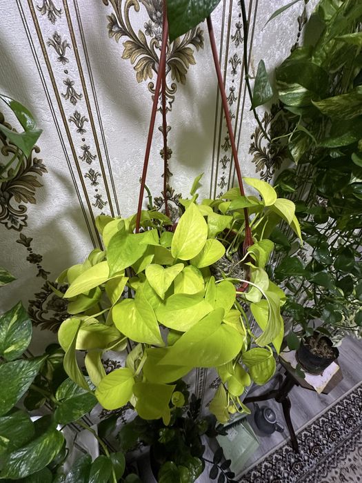 Эпипремнум НЕОН / Сциндапсус