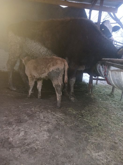 Сауын сирлар сатлады 3 бас