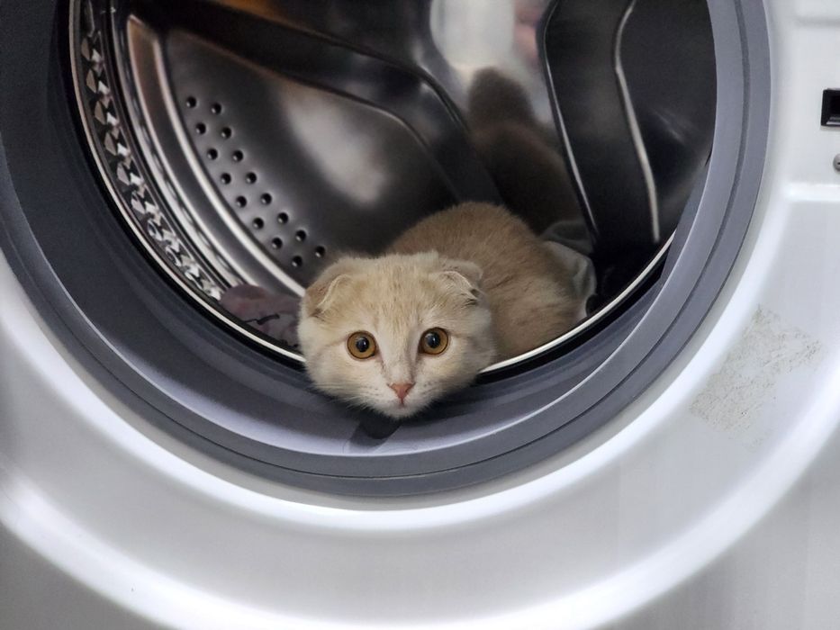 Кошка мушук сотилади