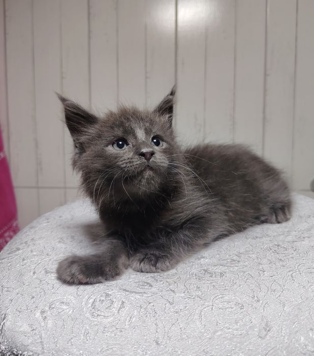 Котята мейнкун полтора месяца