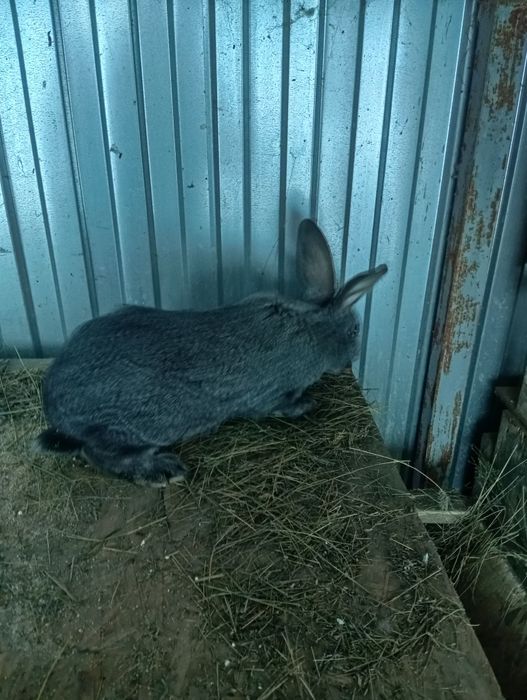 Продам кроликов разных возрастов