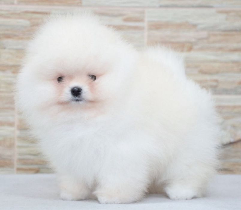 Baietel pomeranian mini/toy!
