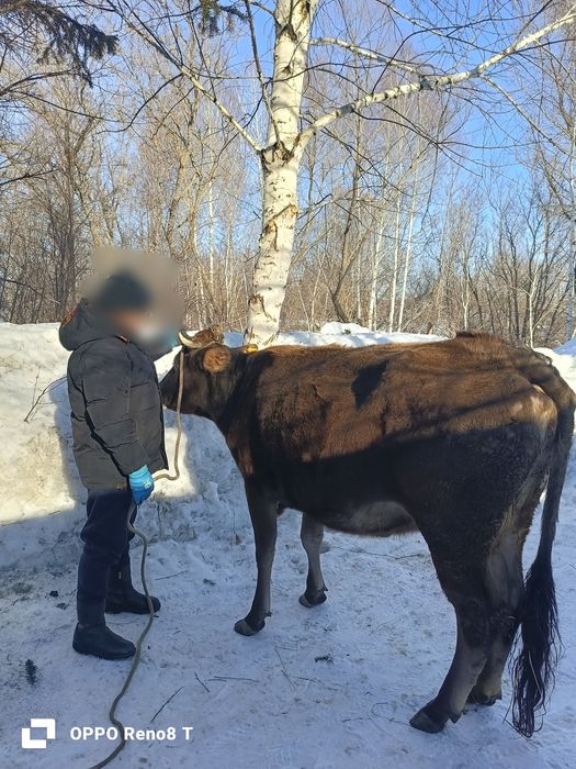 Продам крупную корову