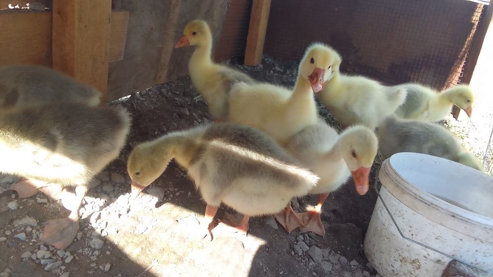 Продам подросших гусят