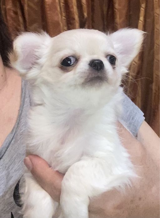 Чихуахуа длинношерстный