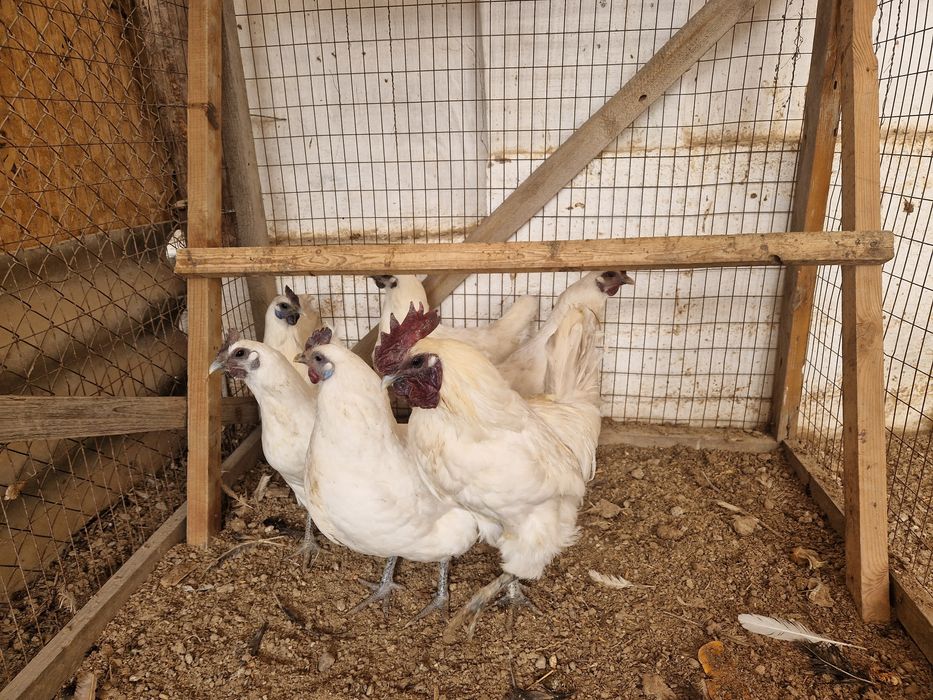 Яйцо Лакеданзи инкубация