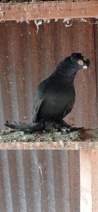 Молодняк это года