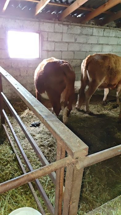 Семыз согымга сиыр