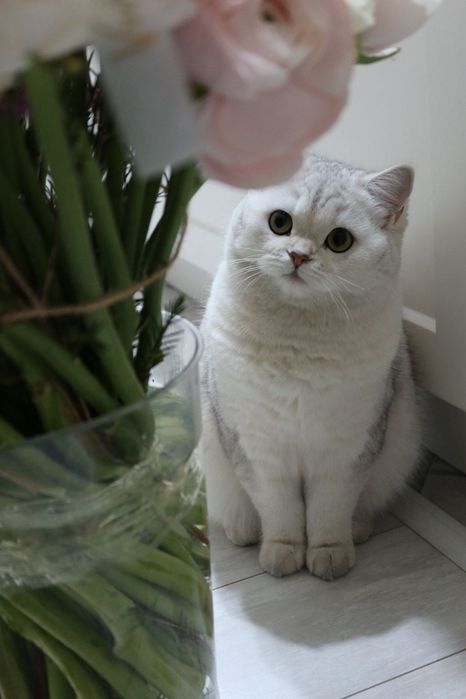 Шикарные  Котята британские шиншиллы