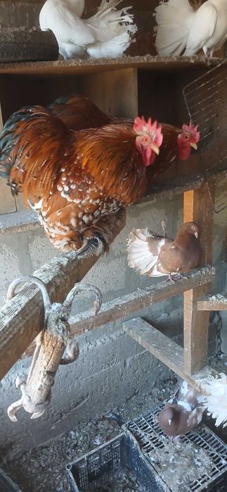 Мини кохин петлета и къдрави