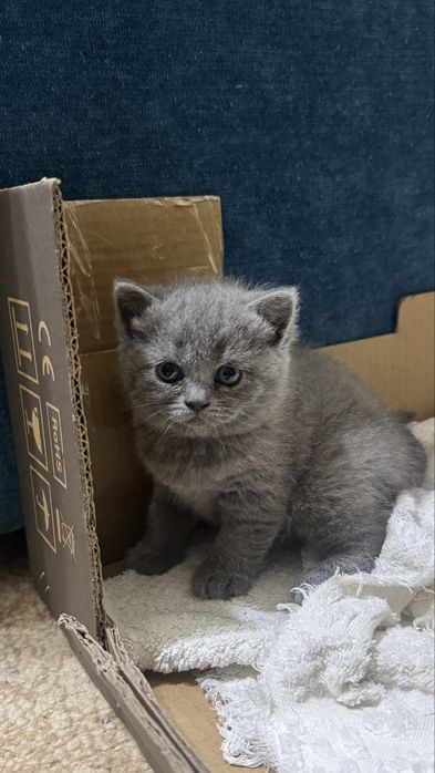 Продается Котята