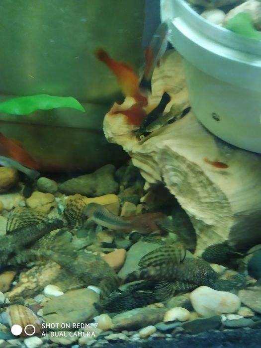 Продам анцитрусов!!!