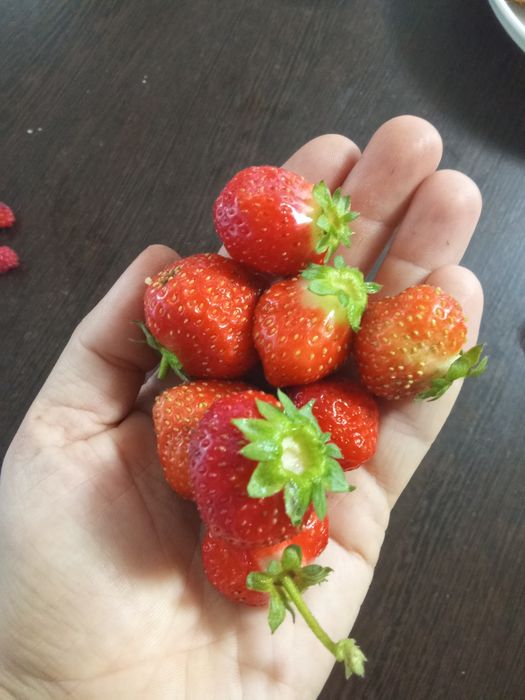 Саженцы клубники