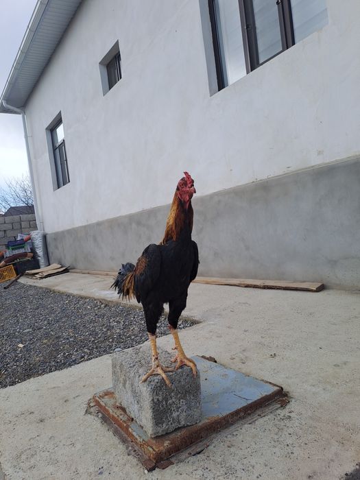 Бойцовский дакан