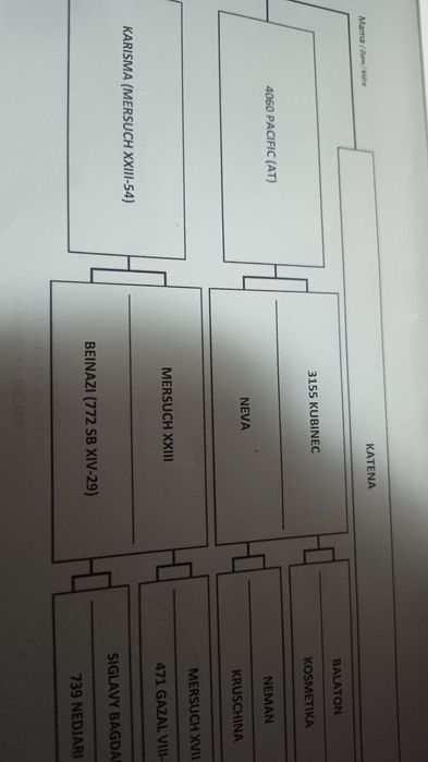 Mânji Pur Sânge arab