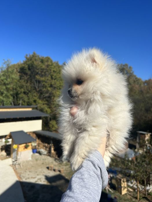 Fetita Pomeranian