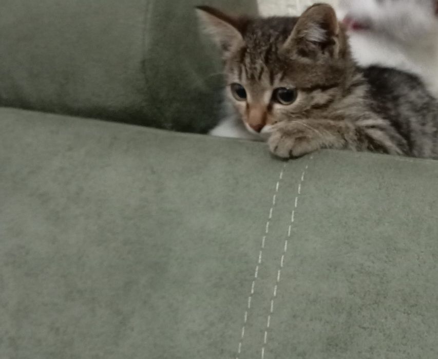Отдам котёнка девочку бесплатно